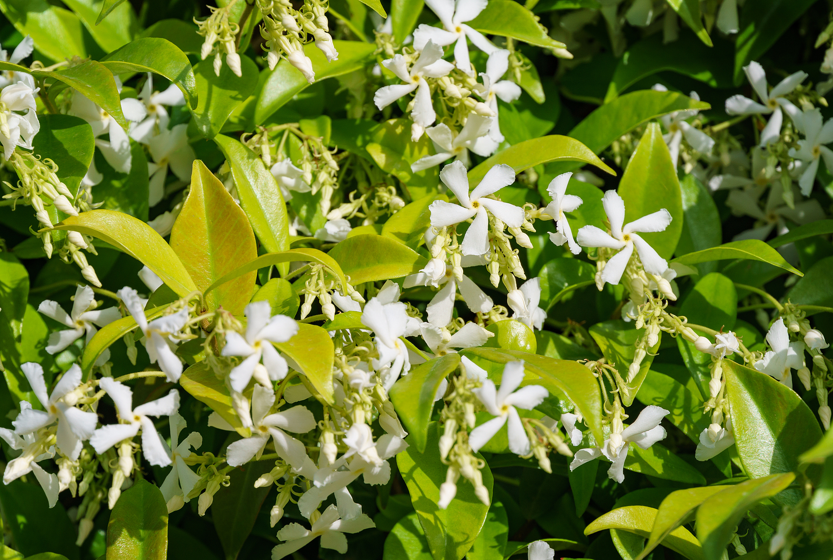 HOW TO GROW STAR JASMINE PLANTS