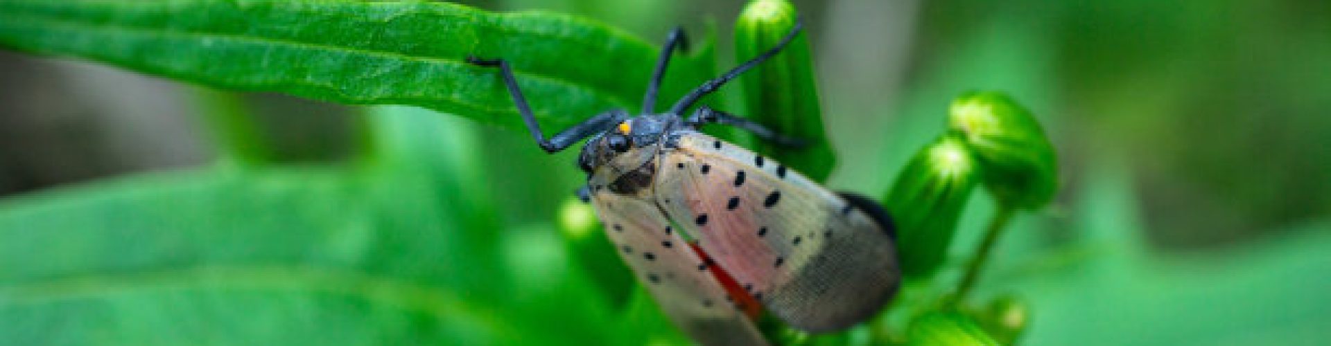 Close-up of spotted lanternfly (Lycorma delicatula) in wooded area, Berks County, Pennslvania.