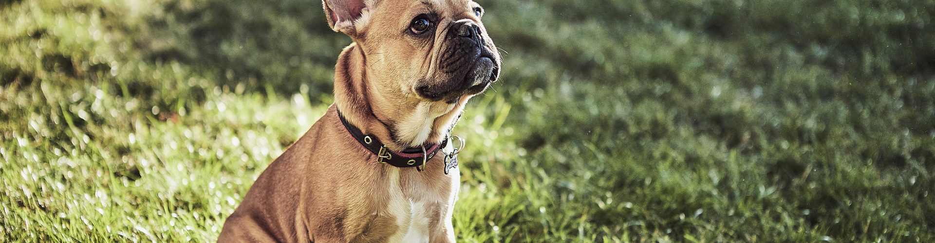 Cute french bulldog playing in park outdoor