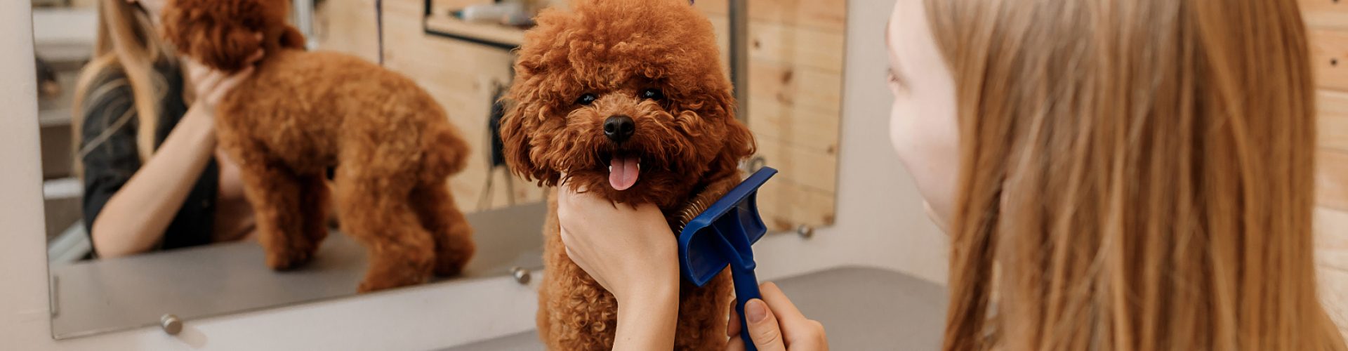 Close-up of female groomer brushing hair of Teacup poodle dog hair with comb after bathing at grooming salon. Woman pet hairdresser doing hairstyle in veterinary spa clinic