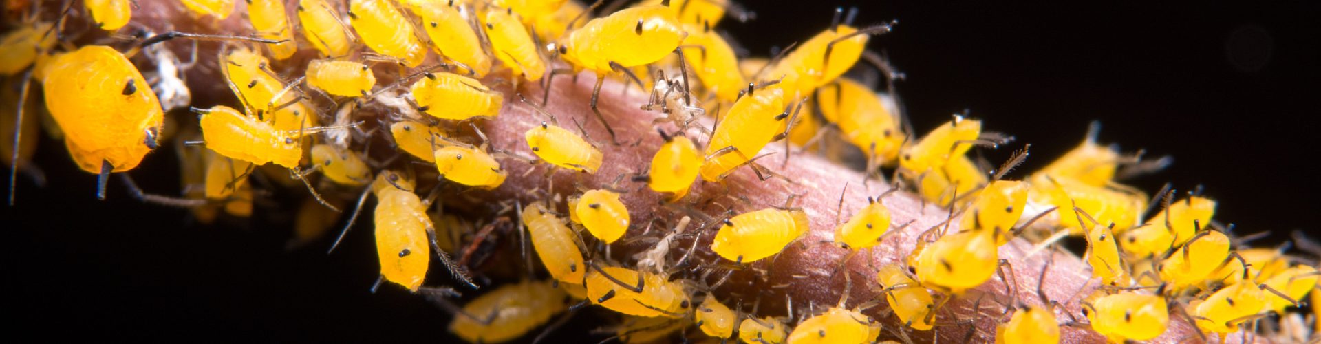 Macro aphids on the branches