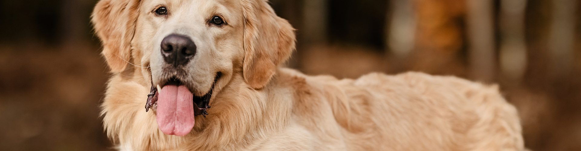 波兰，一只金毛猎犬躺在木头上