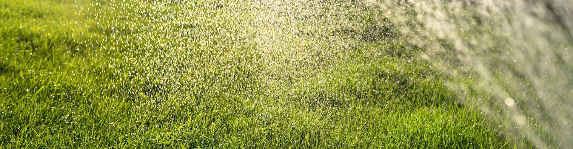 Watering young grass from a garden hose, visible drops of water against the background of the sun.