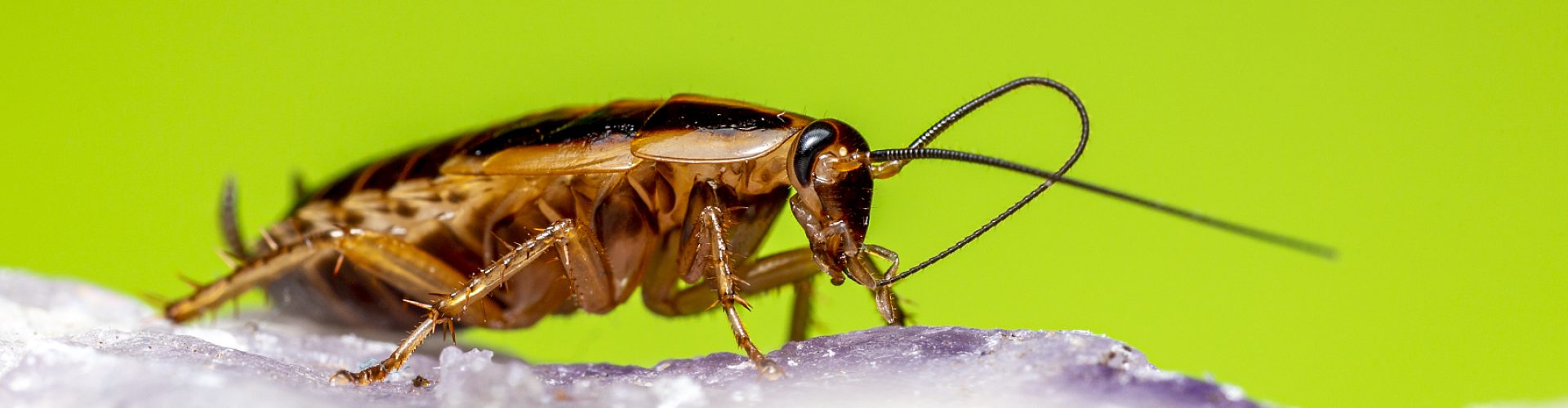 German cockroach (Blattella germanica)