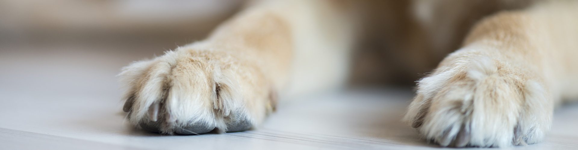 特写金毛猎犬的爪子