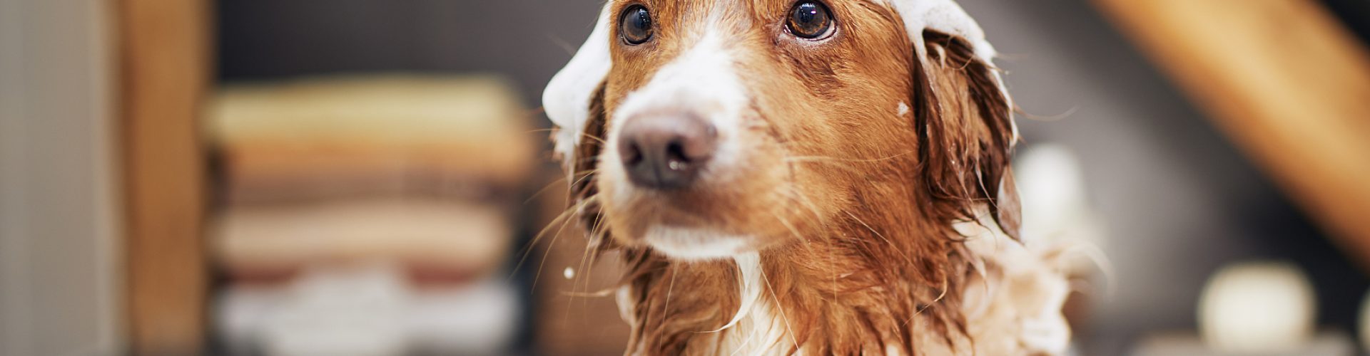 Wet dog in bathtub at home. Bathing of Nova Scotia Duck Tolling Retriever.