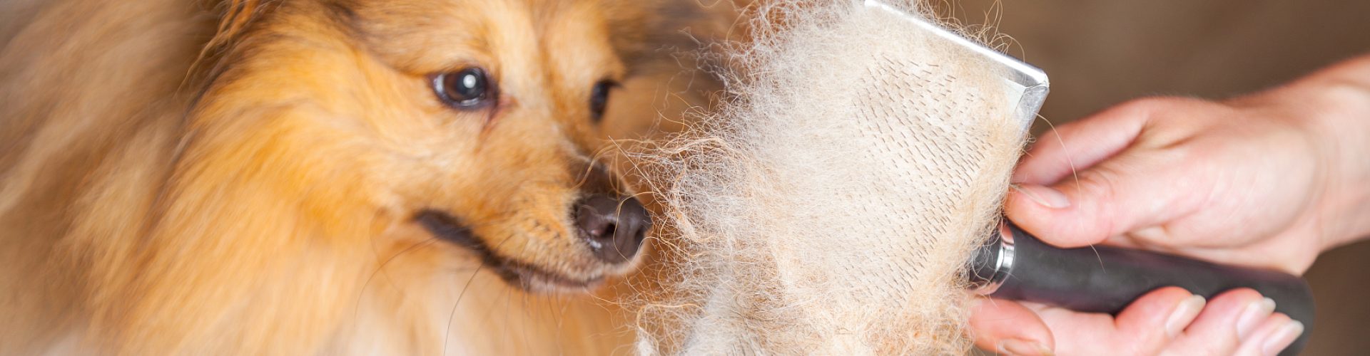 grooming with a dog brush on a shetland sheepdog