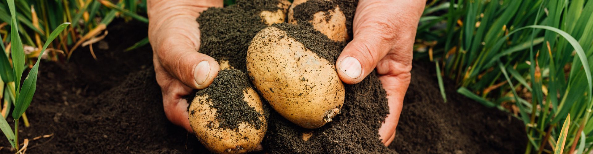 Closeup of male hands farmer digs up potatoes from fertile garden soil. Concept of Organic potato harvest in garden.