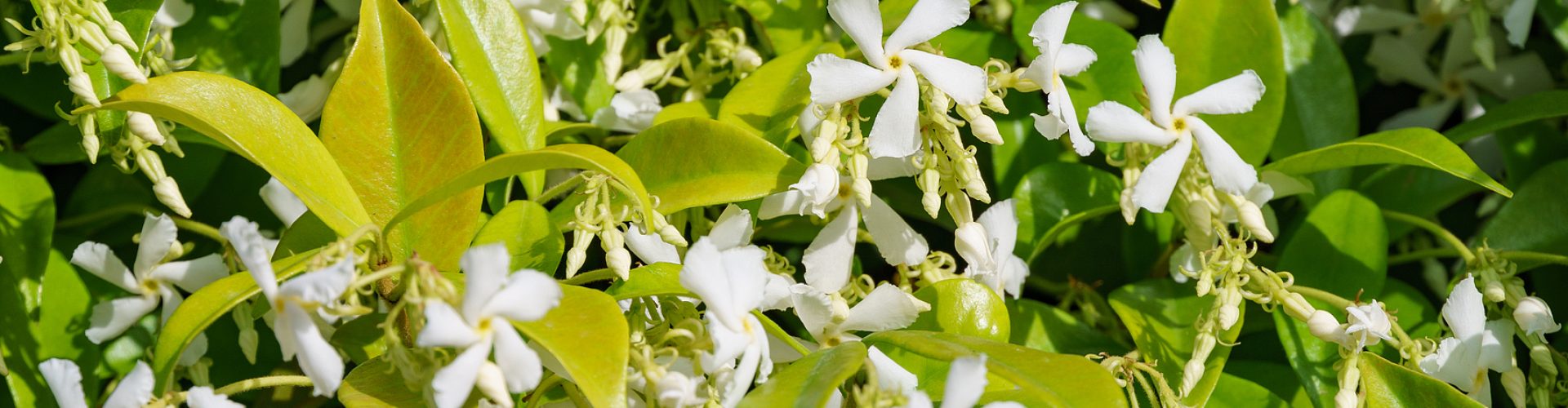 Closeup of the white flowering blossoming Star jasmine, or Rhynchospermum jasminoides. Evergreen garden climbing plant Trachelospermum jasminoides in Adler