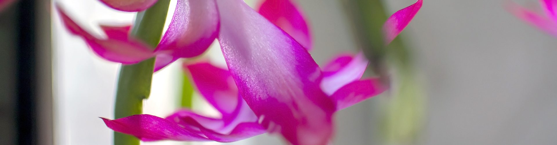 a delicate fresh flower of a Christmas cactus, a plant with the Latin name Schlumbergera, on the windowsill SSUCv3H4sIAAAAAAAACnRSy27DIBC8V+o/WJxj1a86dY895Fj1HvWwBhyjYIh4JIqi/HsXY0dUam/MzDK7w3J7fsoy0oMVlLxnt4AQCym9dQac0ArpYrPwhivGTcqcTd0WKQEiRZwJp40AmZI9ODoqmDiSyksZ6PssEuvAecttmGWhKDh+QI9IPiziwPuIs1WYRbyBEvlEK8PJJlGs74Oyk/rCjSWrEjv9Y/PBwbvryw7sGF7jD7svMIPHNA+7ePh+PMmBK3qdIyVRDZccYtR9LCXHi+NmSsODZ0Inuc+aggwFdeIE4gQGft07GUGFOiSMduO8udWJaq+cCVORNRORWp+gl2EvA7bhKz+CtVjOVj7pTfGf6Cnpo7SbMy2uhOH6Aizruq26oii3r2XVtduyWQriykeBPvM4qxFiehQsTSXCBKSoBqhpWedt0XR50wLL38qmzKuio3zLmh4Ghru4/wAAAP//AwBrE8ai2wIAAA==