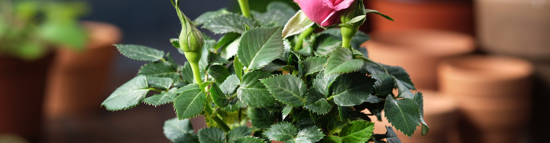 Pink rose in a pot, flower pots, garden tools on background.