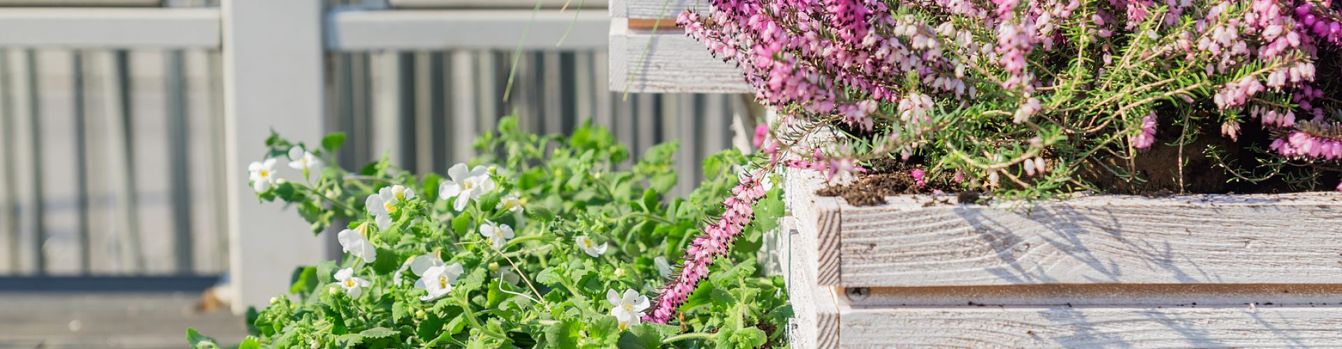 Beautiful blooming purple Erica darleyensis or heather in white wooden box. Garden decoration. selective focus