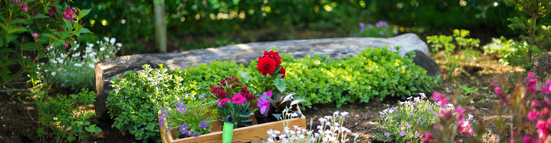 Gardening. Crate Full of Gorgeous Plants and Garden Tools Ready for Planting In Sunny Garden. Spring Garden Works Concept. Garden Landscaping small business start up.