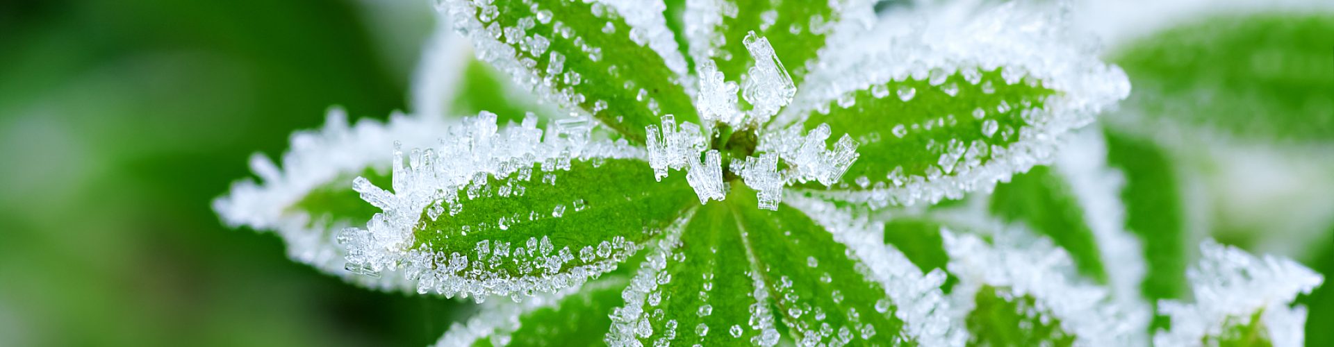 abstract background from a grass covered with hoarfrost